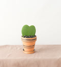 Sweetheart Hoya - Bartz Viviano