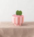 Sweetheart Succulent - Bartz Viviano
