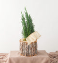 Pinefrost - Bartz Viviano
