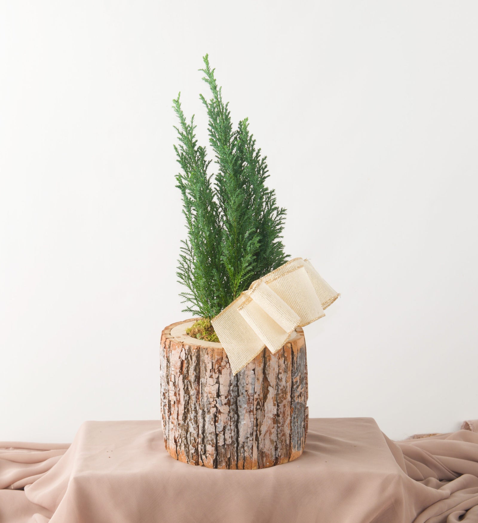 Pinefrost - Bartz Viviano
